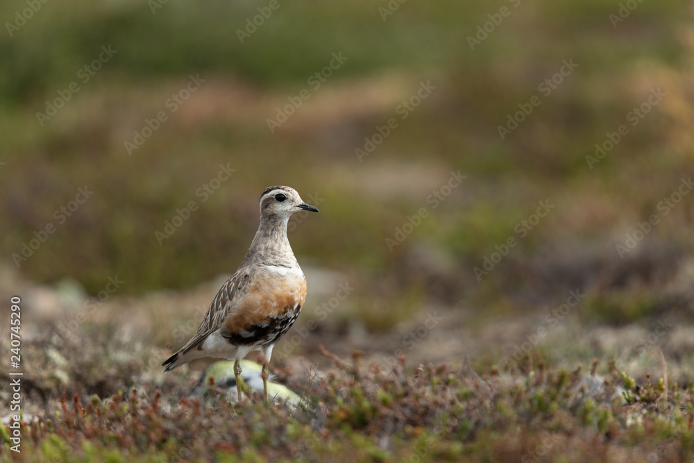 Eurasian dotterel in the scandinavian fell Eurasian dotterel in the scandinavian fell