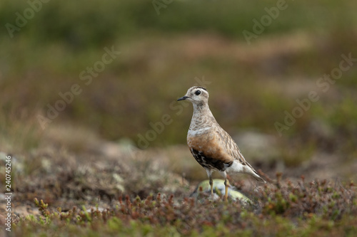 Eurasian dotterel in the scandinavian fell