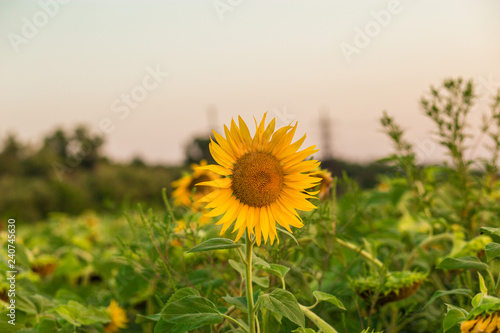 Sunflowers garden. Sunflowers have abundant health benefits. Sunflower oil improves skin health and promote cell regeneration