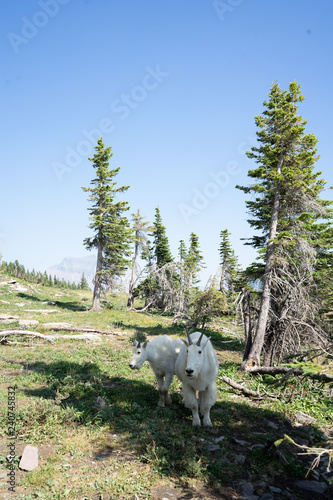 mountain goat, glacier national park