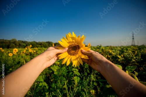 Sunflower in hand of young woman on blue sky background
