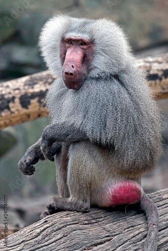 Hamadryas baboon male. Latin name - Papio hamadryas