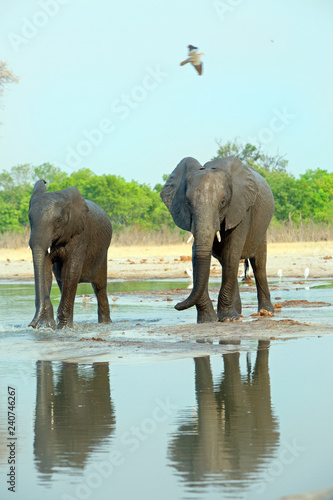 Two Elephants standing on the edge of a waterhole with a good water reflection  Hwange National Park  Zimbabwe