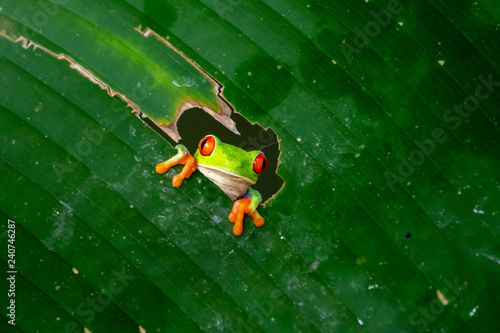 Fototapeta Naklejka Na Ścianę i Meble -  Red-eyed Tree Frog, Agalychnis callidryas, sitting on the green leave in tropical forest in Costa Rica.