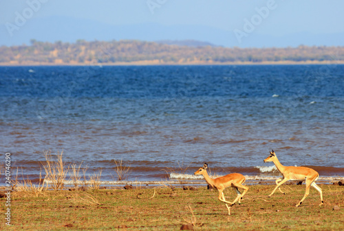 Impala jumping and running along the shoreline of Lake Kariba in Matusadona National Park