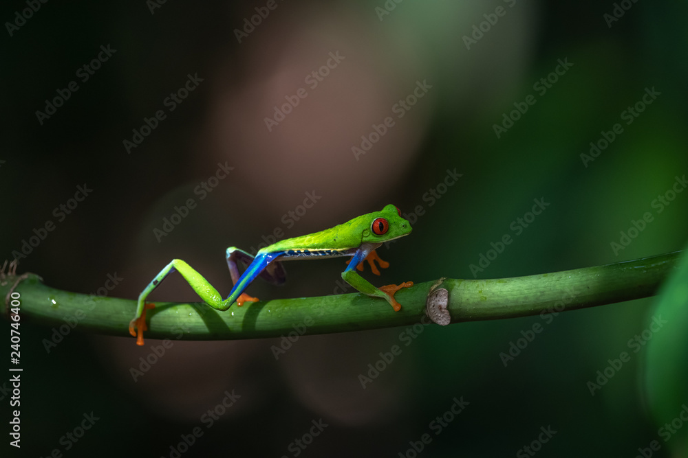 Red-eyed Tree Frog, Agalychnis callidryas, sitting on the green leave in tropical forest in Costa Rica. Red-eyed Tree Frog, Agalychnis callidryas, sitting on the green leave in tropical forest in Costa Rica.
