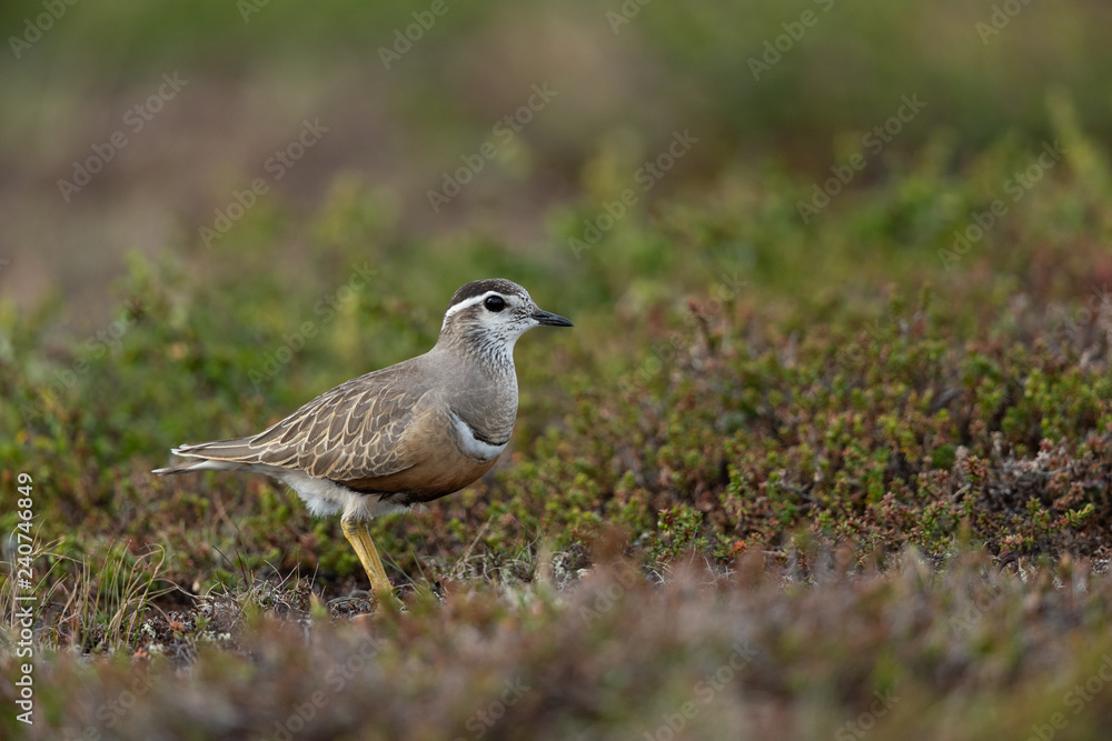 Eurasian dotterel in the scandinavian fell Eurasian dotterel in the scandinavian fell