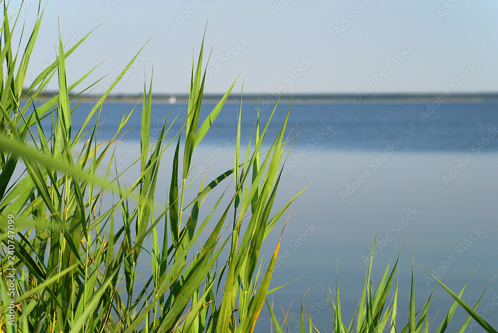 Fototapeta premium Bodden landscape with coastal plants at Baltic Sea coast, Germany