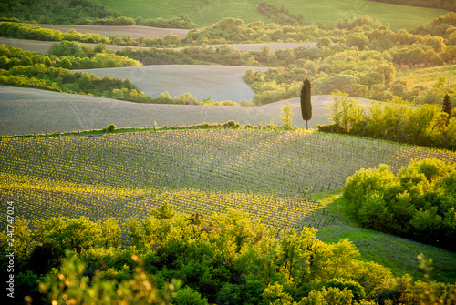 Chianti hills with vineyards and cypress. Tuscan Landscape between Siena and Florence. Italy