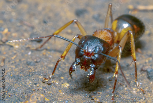 Macro/Close up Photography of a Sugar Ant/Red Ant