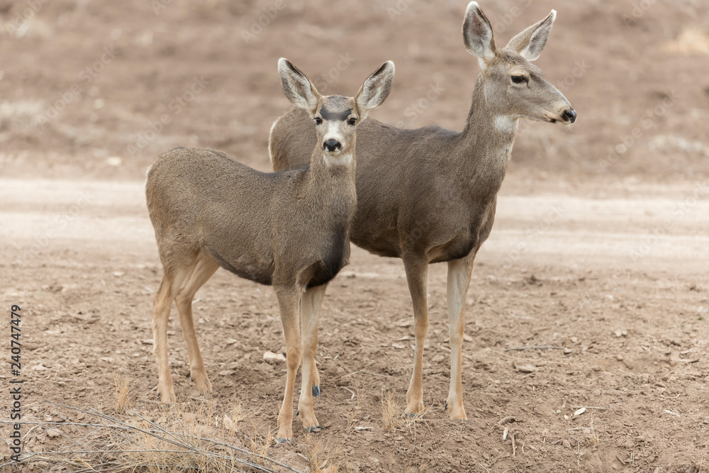 Mule (Black-tailed) deer in Bosque Del Apache, New Mexico, USA Mule (Black-tailed) deer in Bosque Del Apache, New Mexico, USA