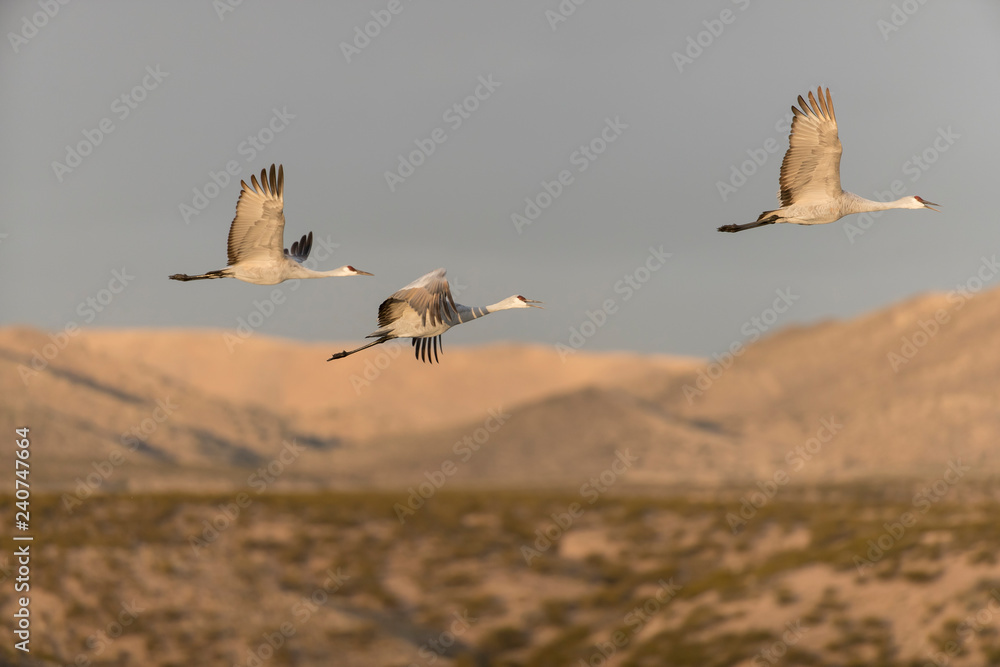 Fototapeta premium Sandhill Cranes in Bosque Del Apache NWR at San Antonio New Mexico, USA