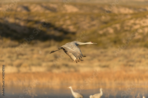 Sandhill Cranes in Bosque Del Apache, New Mexico, USA © Dennis Donohue