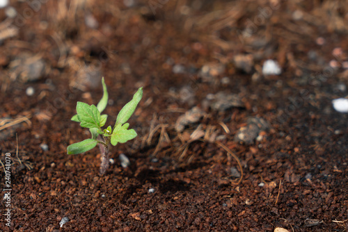 Sapling of tomato grows up from the ground.