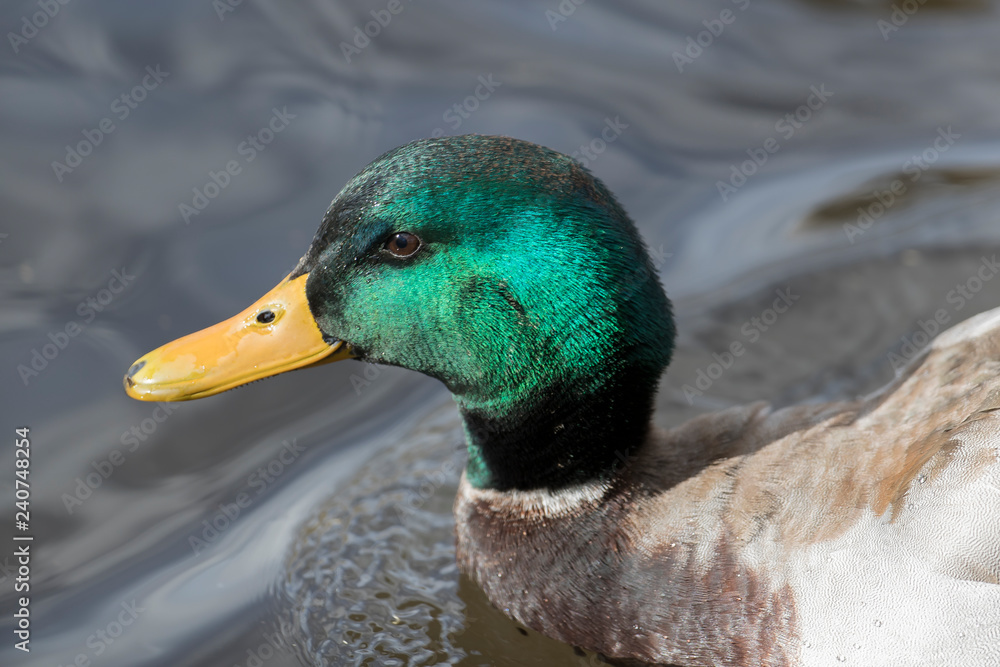 Obraz premium Mallard Duck swimming in Bosque Del Apache New Mexico, USA