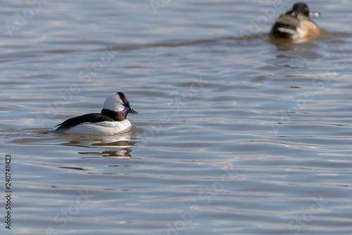 Male Bufflehead Duck swimming on a lake