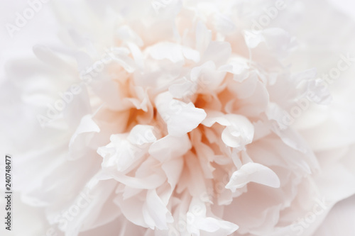 Delicate peony petals, blooming flowers  background, selective focus, toned