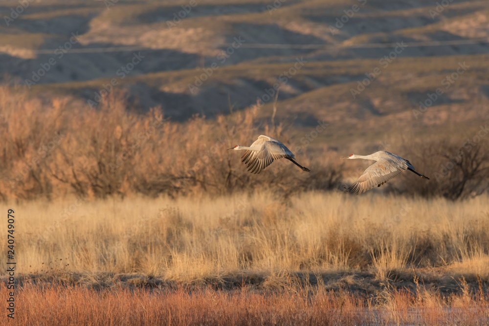 Sandhill Cranes in Bosque Del Apache, New Mexico, USA Sandhill Cranes in Bosque Del Apache, New Mexico, USA