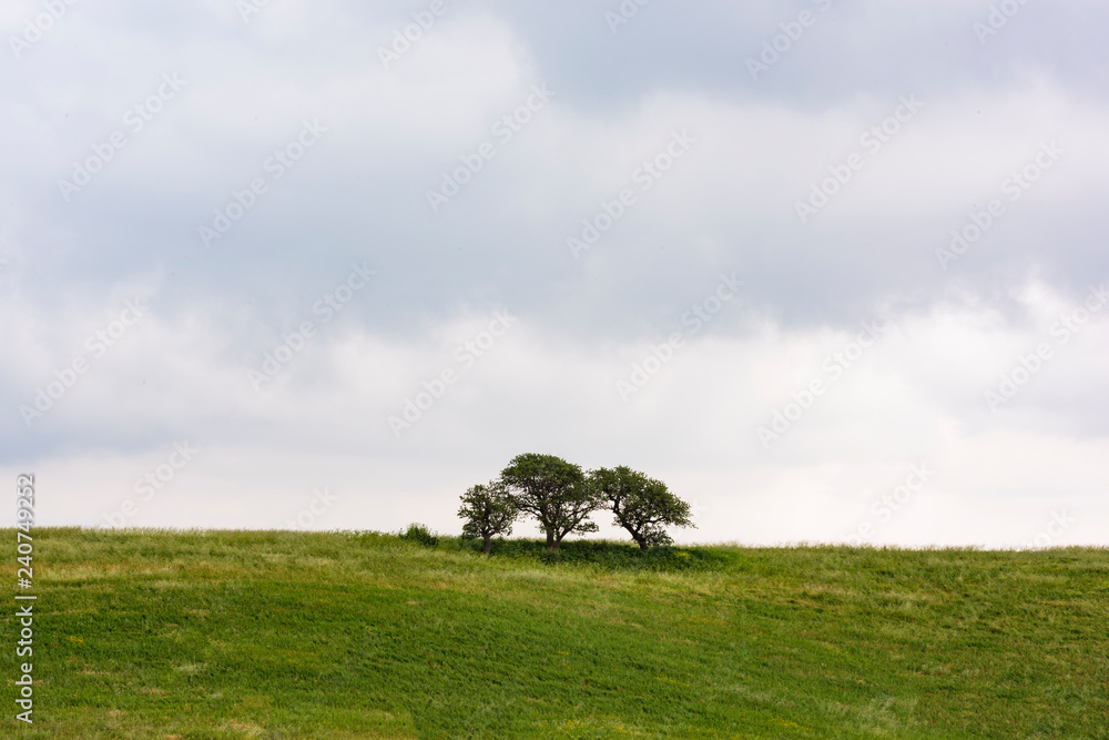 Green hill with 3 trees in the Roman countryside Green hill with 3 trees in the Roman countryside