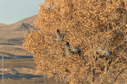 Sandhill Cranes in Bosque Del Apache  New Mexico  USA