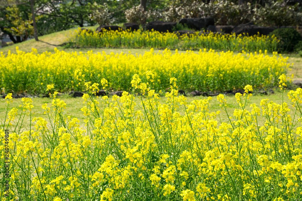 Fototapeta premium 満開の菜の花