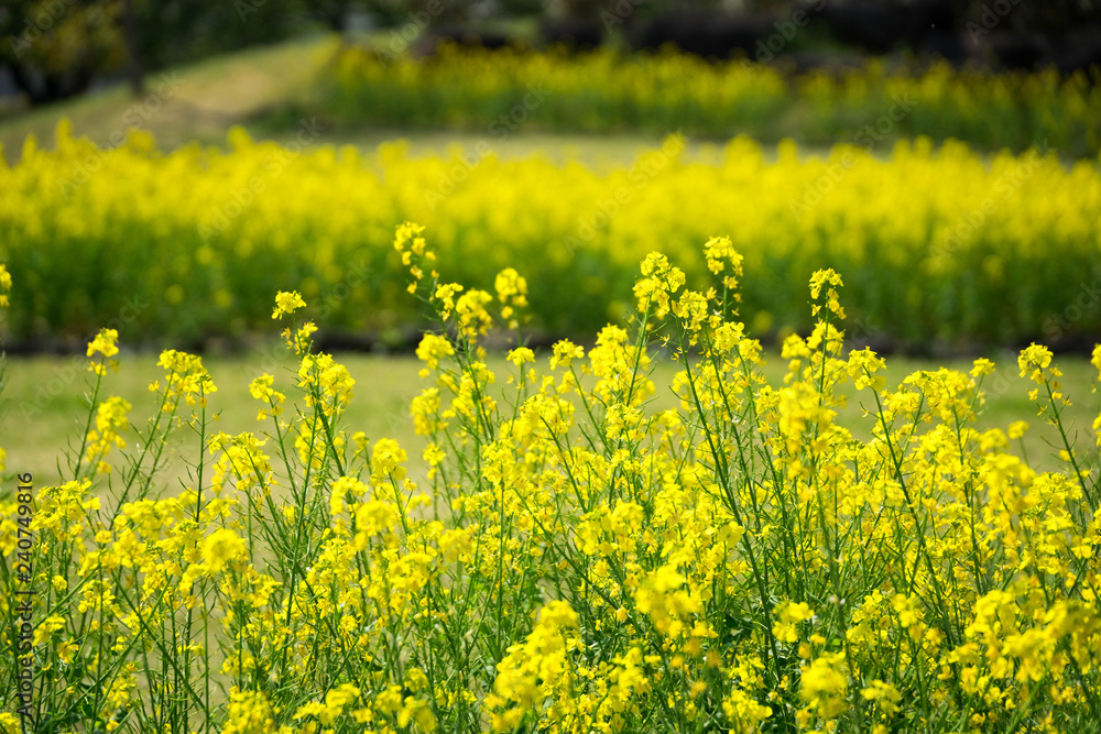 Obraz premium 満開の菜の花