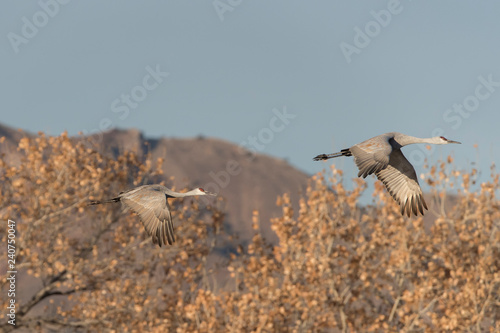 Sandhill Cranes in Bosque Del Apache  New Mexico  USA