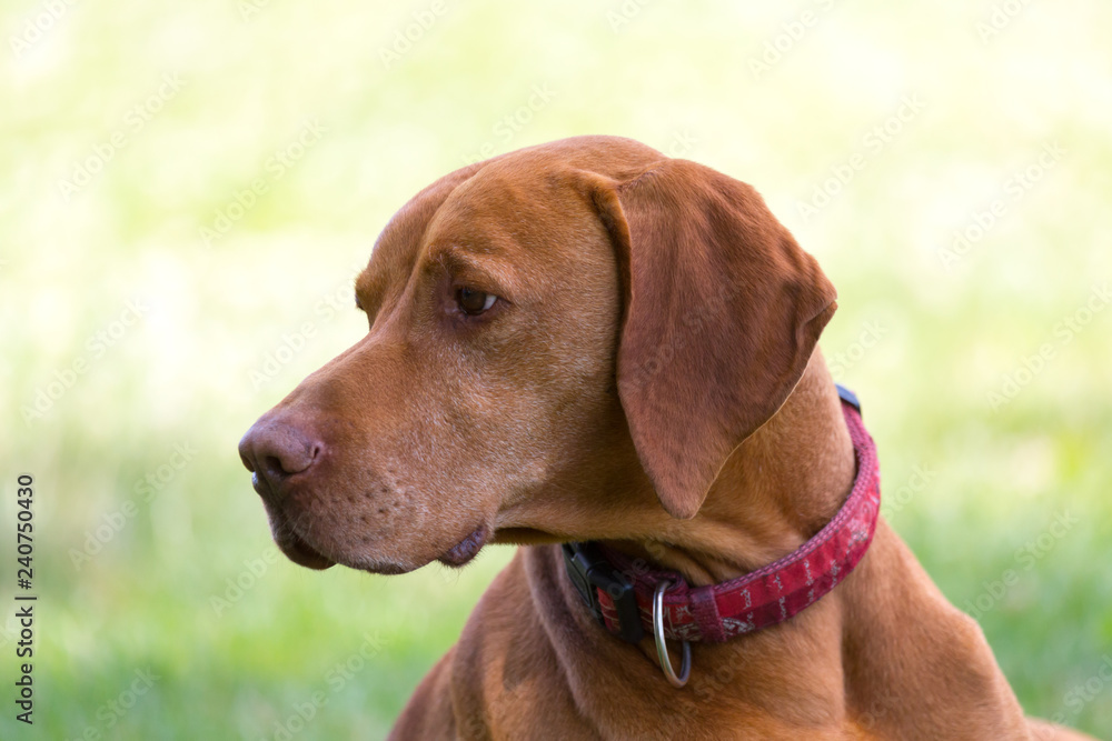 portrait of a dog vizsla portrait of a dog vizsla