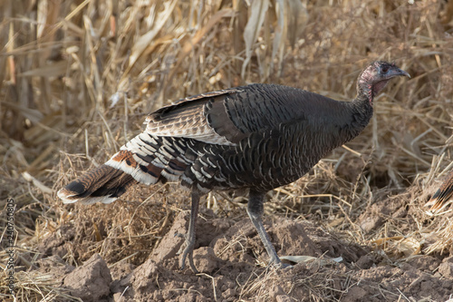 Wild Turkey in Bosque Del Apache, New Mexico, USA