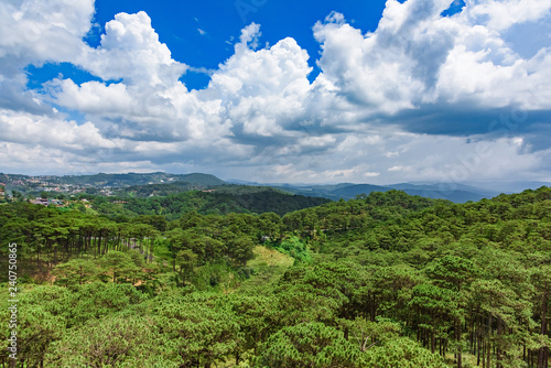 jungle view from the top