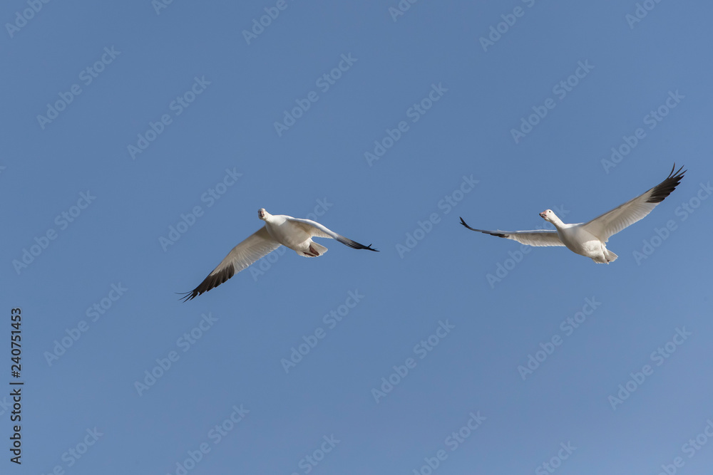 Snow Geese in Bosque Del Apache, New Mexico, USA Snow Geese in Bosque Del Apache, New Mexico, USA