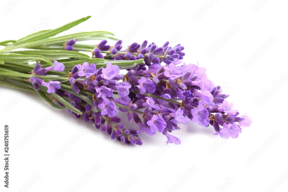 Bouquet of lavender. Bouquet of lavender.