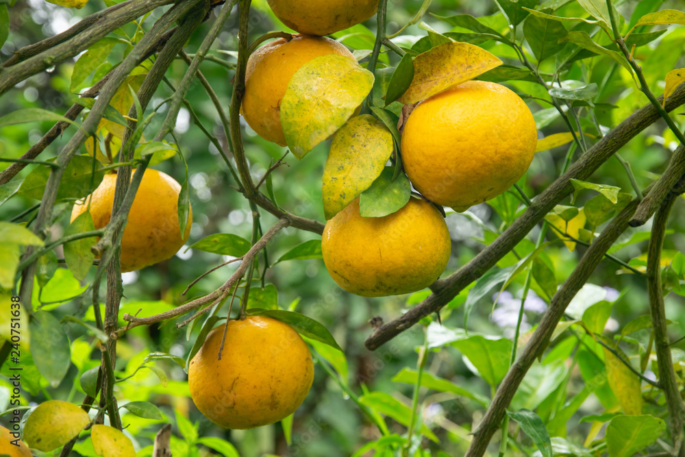 Tangerine  on tree in the garden.  orange growing on the Branches