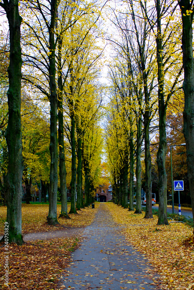 Naklejka premium The last scenes of Autumn from the city of Cologne, Germany