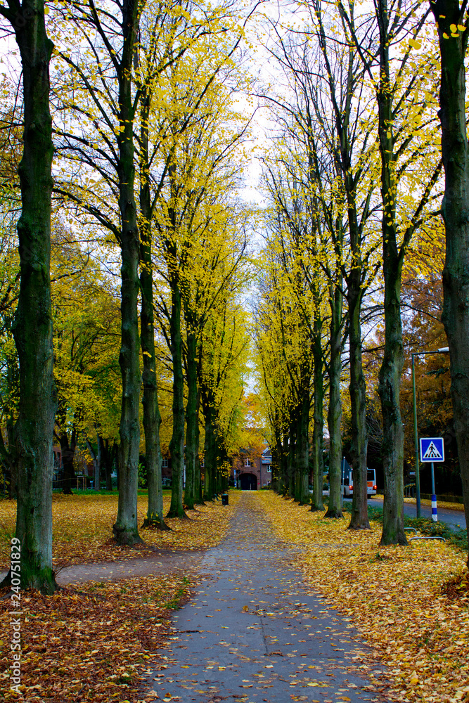 The last scenes of Autumn from the city of Cologne, Germany