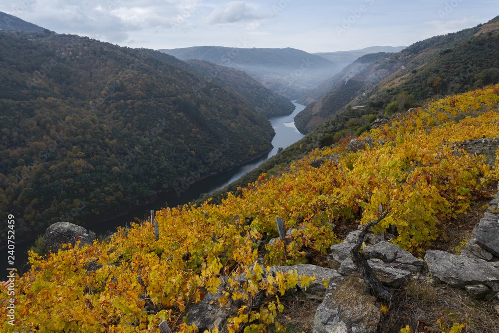 Autumnal colors in the vineyards on the river Sil