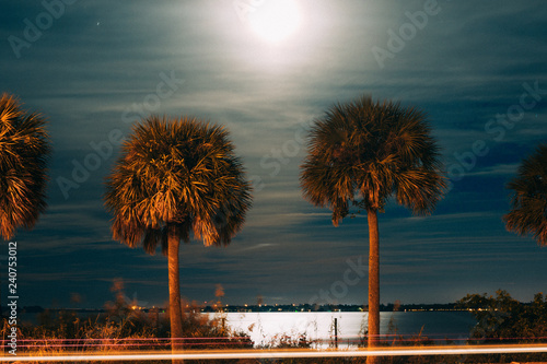 palm trees at midnight