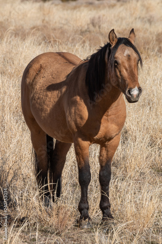 Majestic Wild Horse in the Utah Desert © equigini
