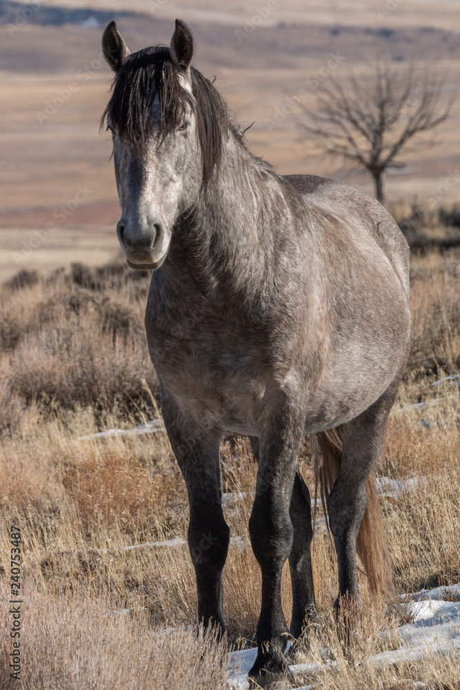 Majestic Wild Horse in the Utah Desert