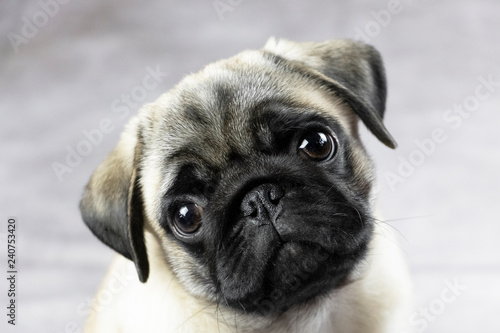 portrait of a pug puppy, cute funny face close up