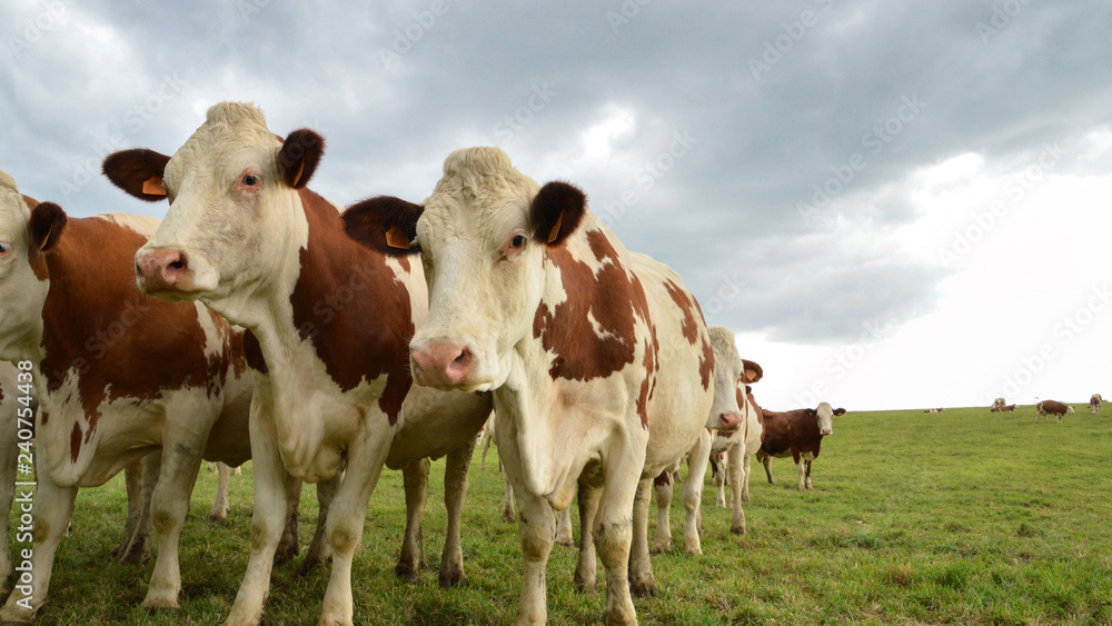 A herd of dairy cows, or dairy cattle in a green pasture. Montbeliarde breed cows. A herd of dairy cows, or dairy cattle in a green pasture. Montbeliarde breed cows.