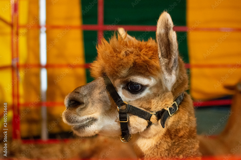 portrait of isolated young brown camel looking to the right at a petting zoo