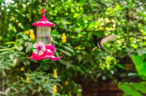 hummingbird eating from a drinking fountain with a herbal background