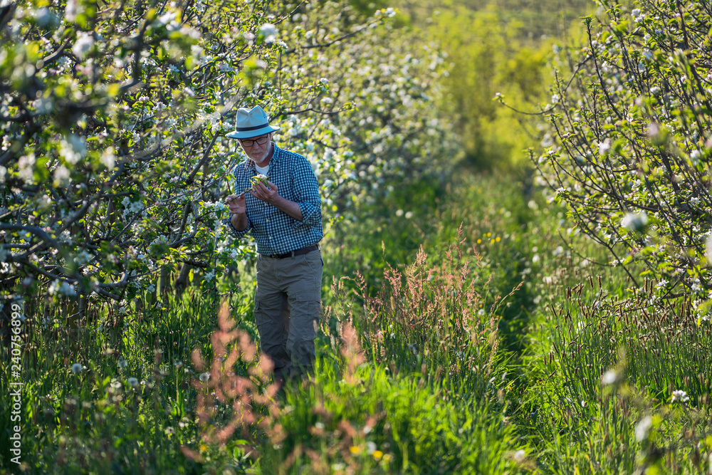 Apple grower checking the flowering of his apple trees Apple grower checking the flowering of his apple trees