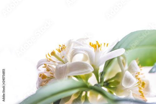 Abundantly blooming white flowers of mandarin on a branch with blur