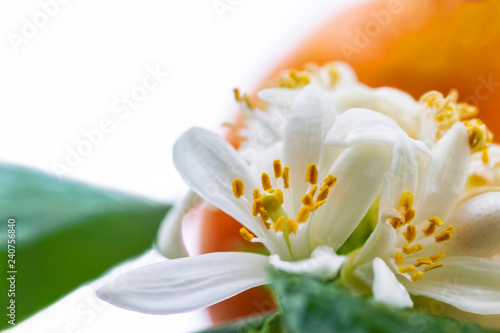 blooming gently white flowers of mandarin