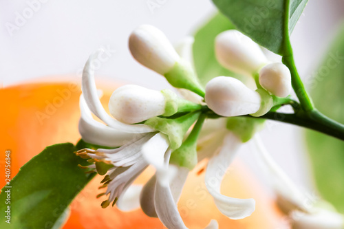 branch with white buds and mandarin flowers
