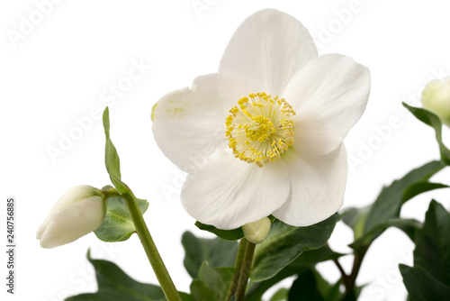 Fototapeta Naklejka Na Ścianę i Meble -  Christrose (Helleborus niger)
