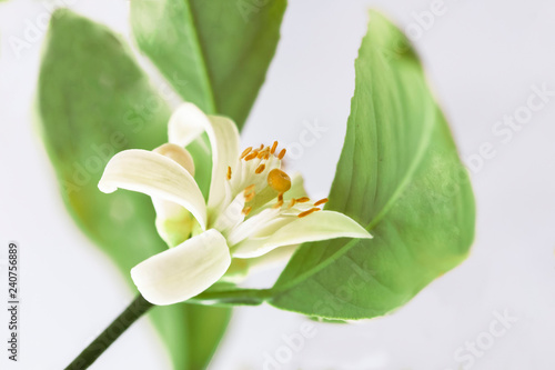 one blooming white flower mandarin