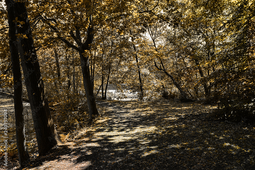Waldweg Herbst blasses Laub einsam Laubwald See Waldweg Herbst blasses Laub einsam Laubwald See